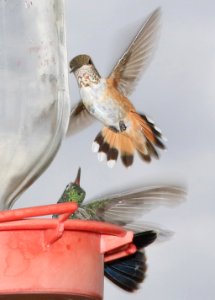 504 - RUFOUS HUMMINGBIRD (9-6-2016) imm female,78 circulo montana, patagonia lake ranch estates, scc, az -20