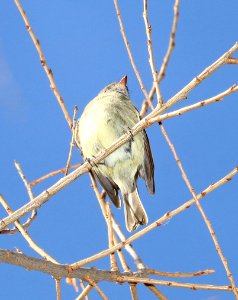580 - HAMMOND'S FLYCATCHER (12-16-2017) lake patagonia, santa cruz co, az -03