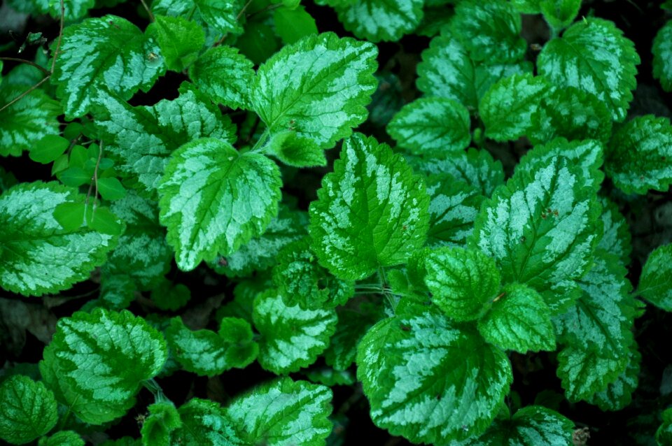 Plant nature summer