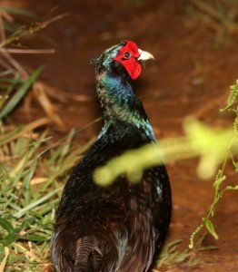RING-NECKED PHEASANT (4-24-2018) versicolor race, kokee state park, kauai co, hawaii -05