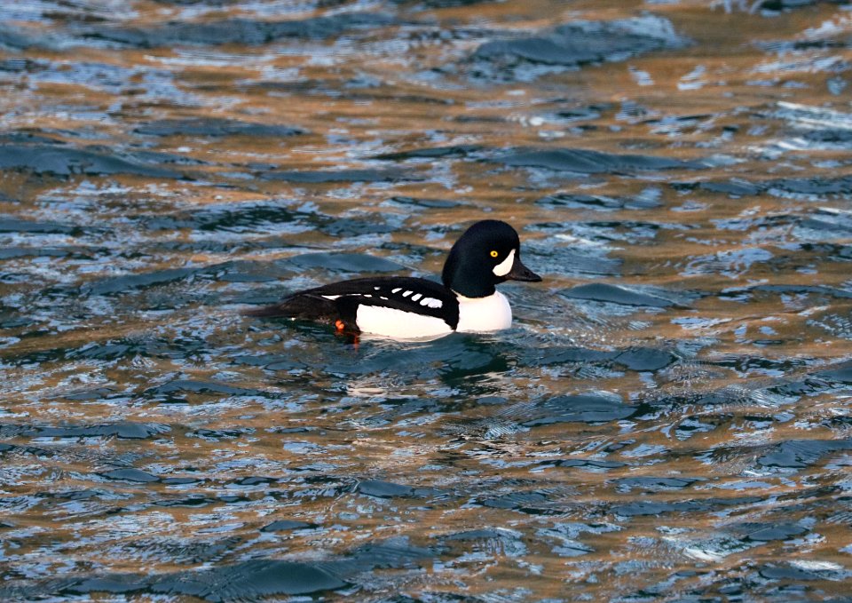 059 - BARROW'S GOLDENEYE (12-31-2017) yaquina bay, newport, lincoln co, or -04