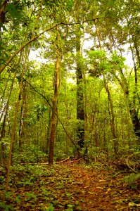 Paseando por la selva misionera