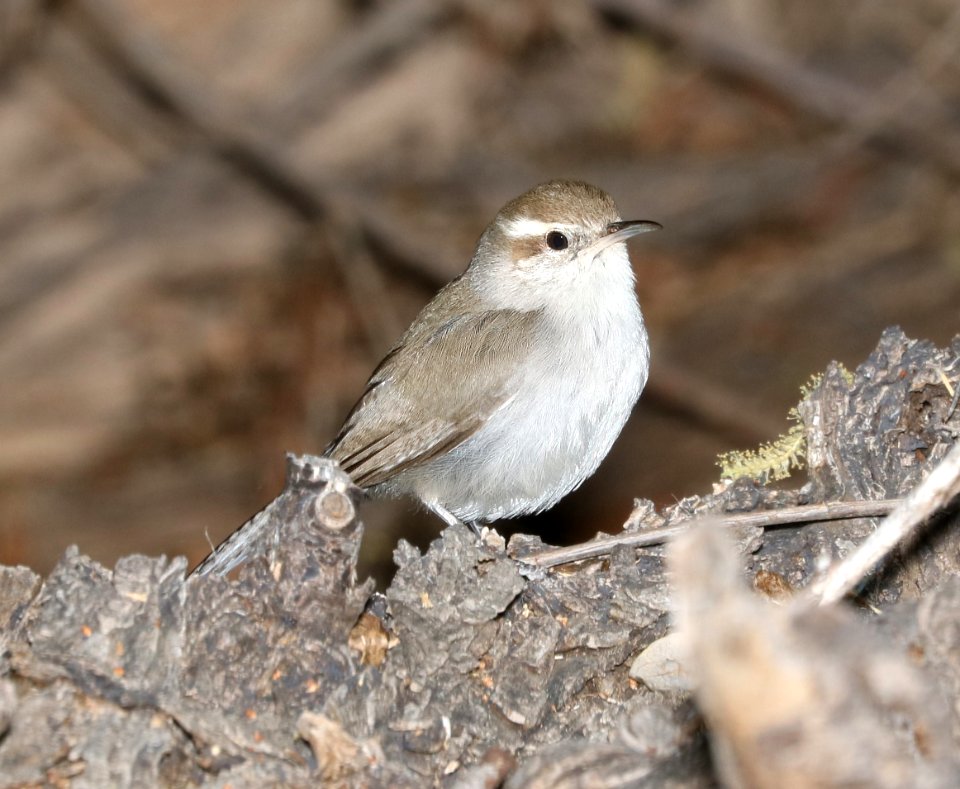 698 - BEWICK'S WREN (3-16-2017) patagonia lake, santa cruz co, az -02