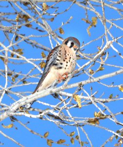 549 - AMERICAN KESTREL (3-2-2018) paton's, patagonia, santa cruz co, az -01