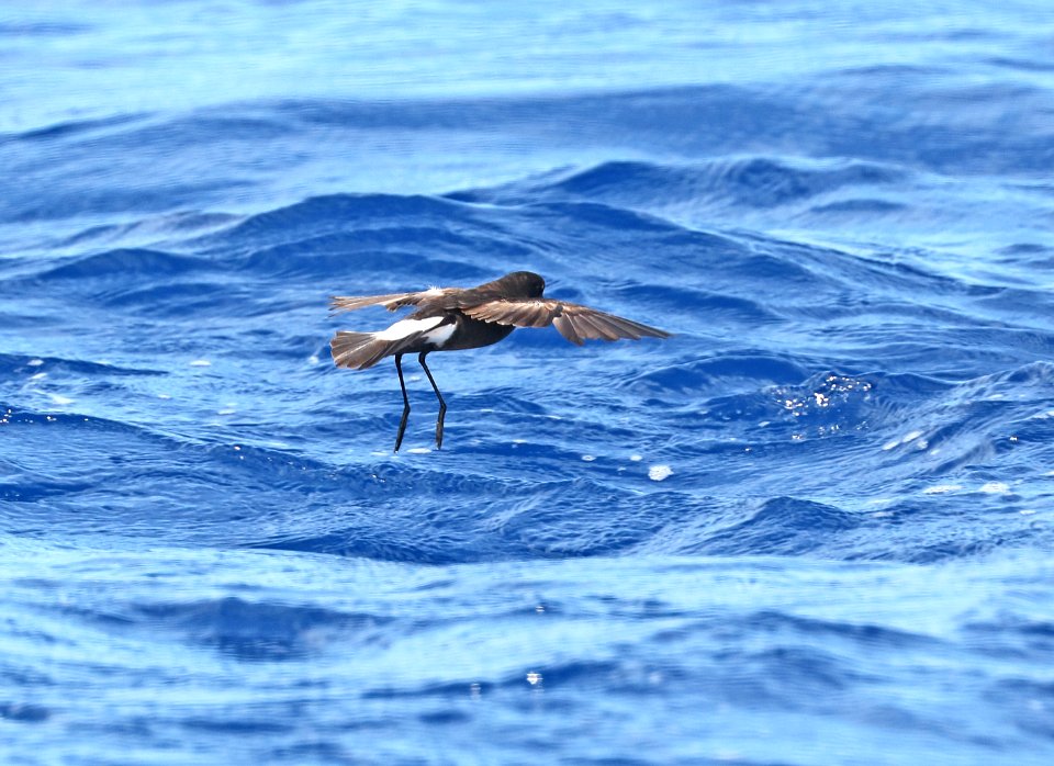 141 - WILSON'S STORM-PETREL (5-31-2017) off hatteras, dare co, nc (12)