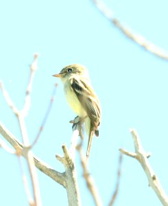 575 - YELLOW-BELLIED FLYCATCHER (6-11-2018) burning coal vein campground, slope co, nd -01