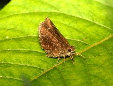 ROADSIDE-SKIPPER, LINDA'S (Amblyscirtes linda) (5-29-2018) pyatt access to crooked creek, marion co, ar -01