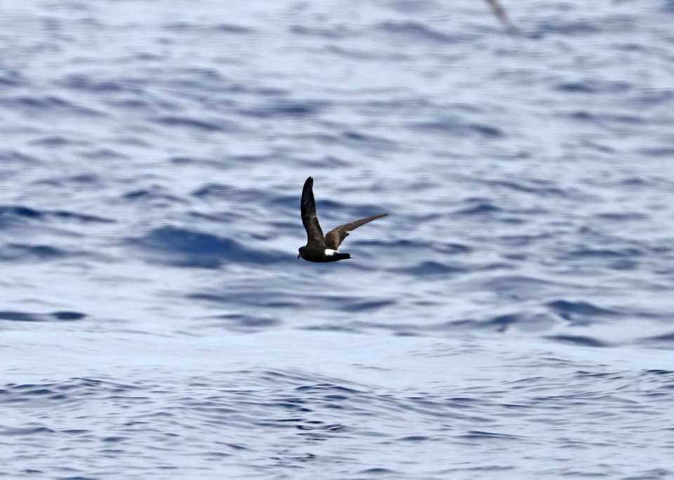 150 - BAND-RUMPED STORM-PETREL (5-31-2017) off hatteras, dare co, nc (3)