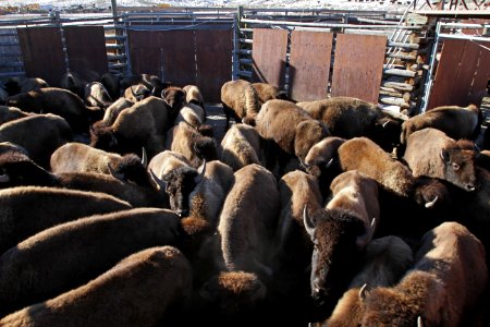 9 of 35 Bison are allowed to spread out after they are first caught in the sorting corral 3165 photo
