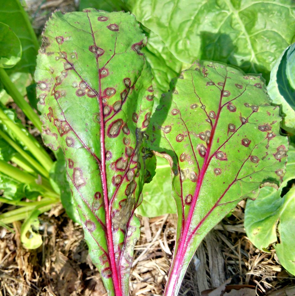 Beet: Cercospora leaf spot