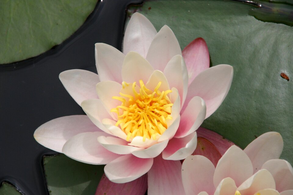 Nature blossom flower