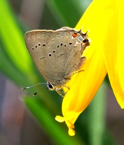 HAIRSTREAK, SYLVAN (Satyrium sylvinus) (7-25-2016) 8300ft, meadow, hinsdale co, co (9) photo