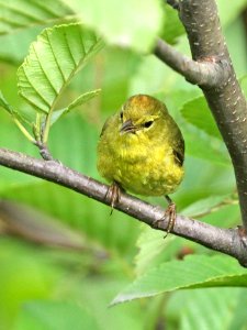 808 - ORANGE-CROWNED WARBLER (7-3-2016) juneau, alaska -10
