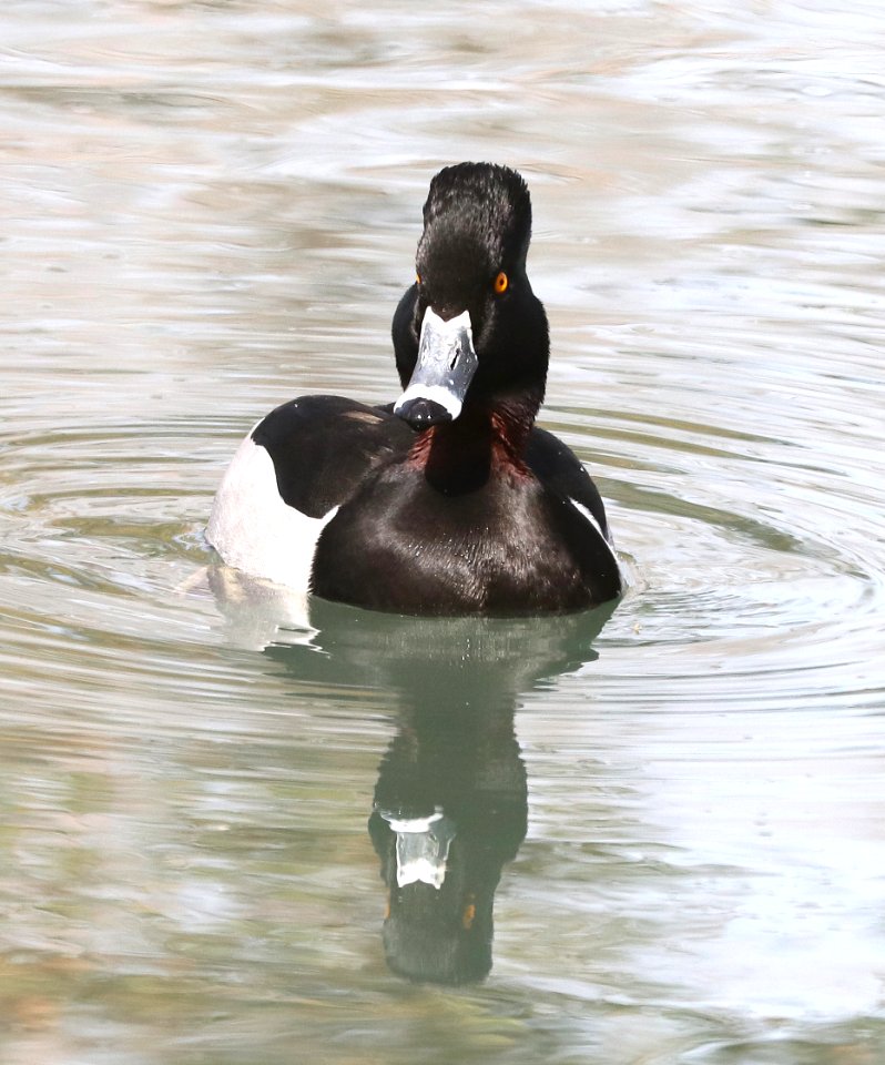 043 - RING-NECKED DUCK (3-6-2018) phoenix, maricopa co, az -10