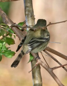 580 - HAMMOND'S FLYCATCHER (12-17-2016) patagonia lake, santa cruz co, az -02