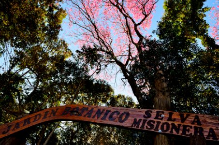 Botanico esquivo