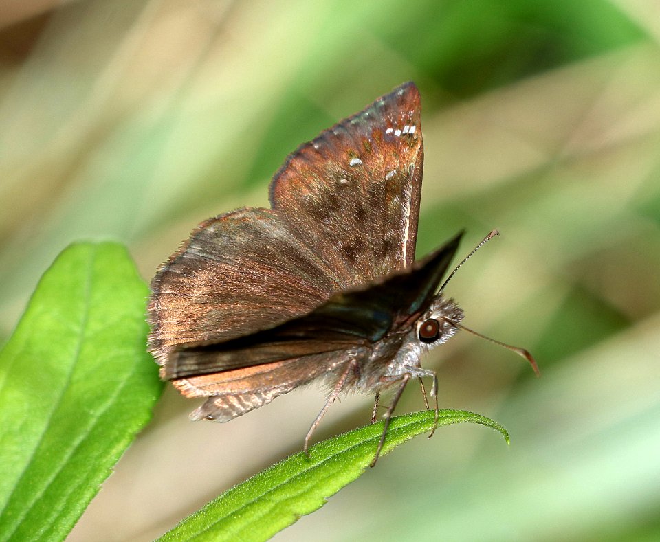 DUSKYWING, HORACE'S (Erynnis horatius) (6-18-2017) penny's bend, durham co, nc -02