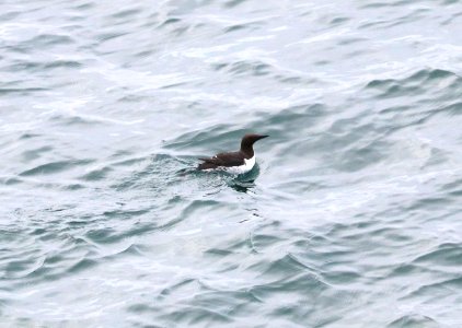 400 - COMMON MURRE (7-5-2016) queen charlotte sound, british columbia -02