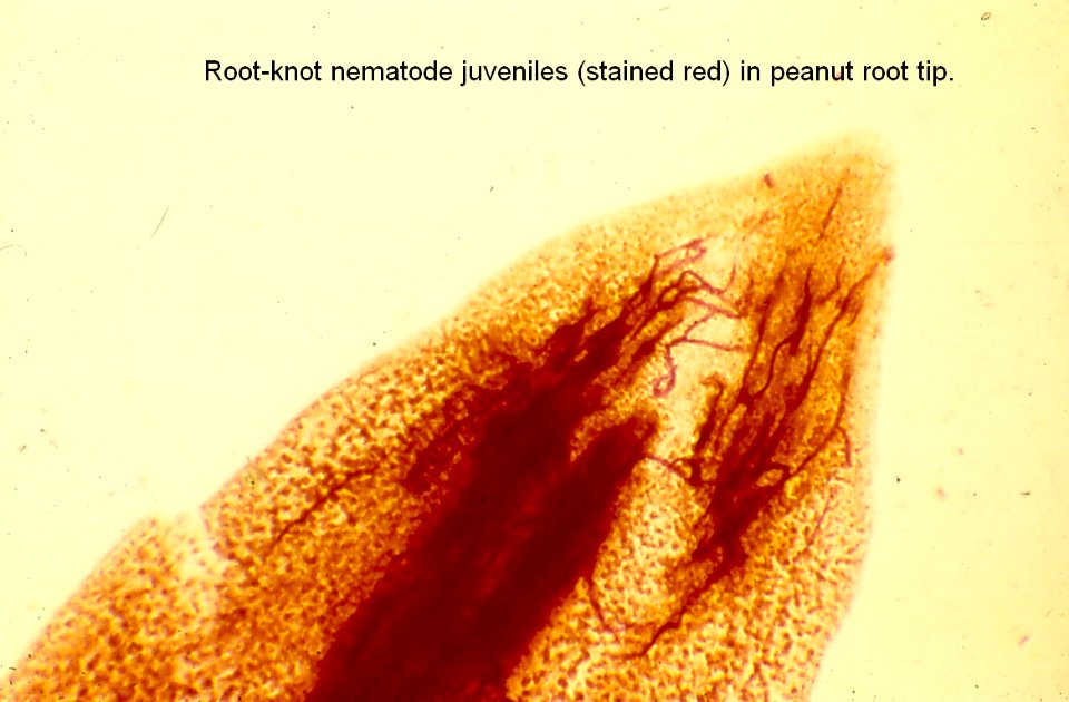 nematodes in root tip