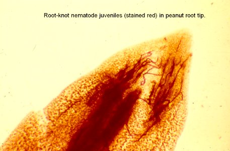 nematodes in root tip