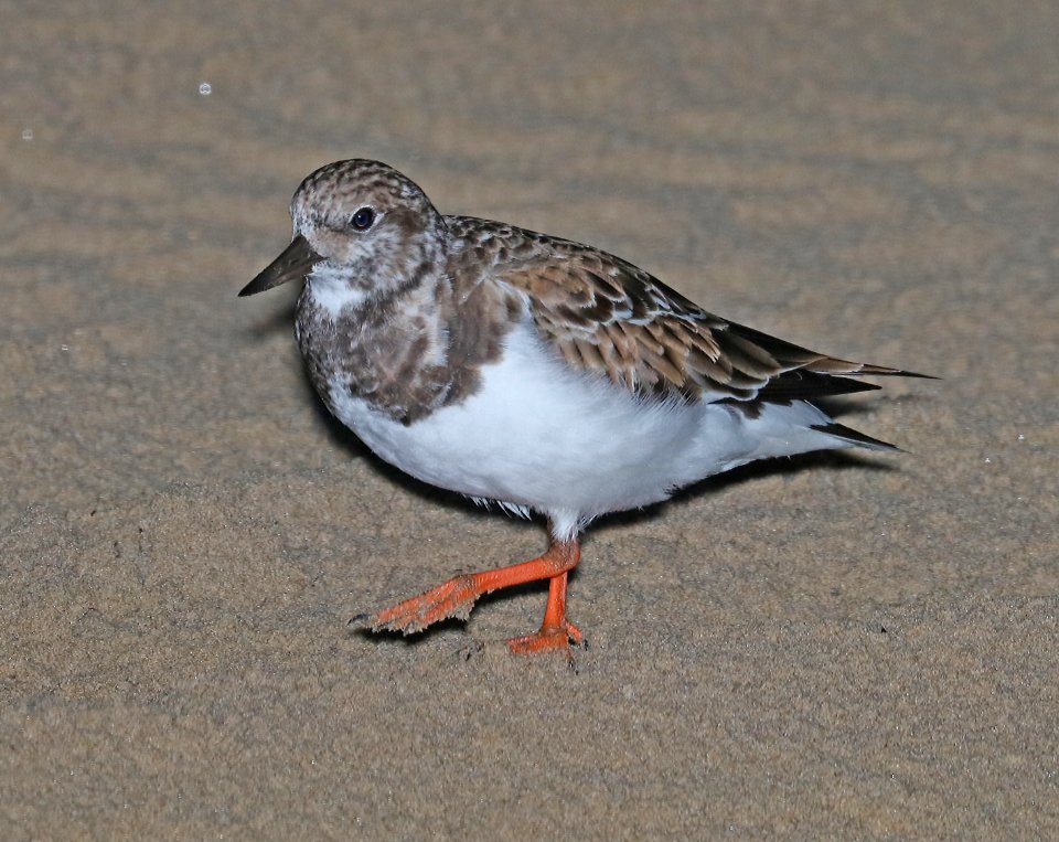 305 - RUDDY TURNSTONE (11-8-2016) boca chica beach, cameron co, tx (1)