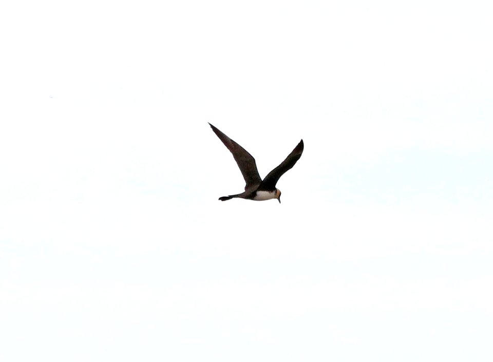 396 - POMARINE JAEGER (6-15-2016) barrow, alaska -01