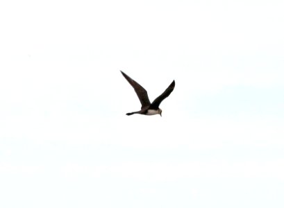 396 - POMARINE JAEGER (6-15-2016) barrow, alaska -01