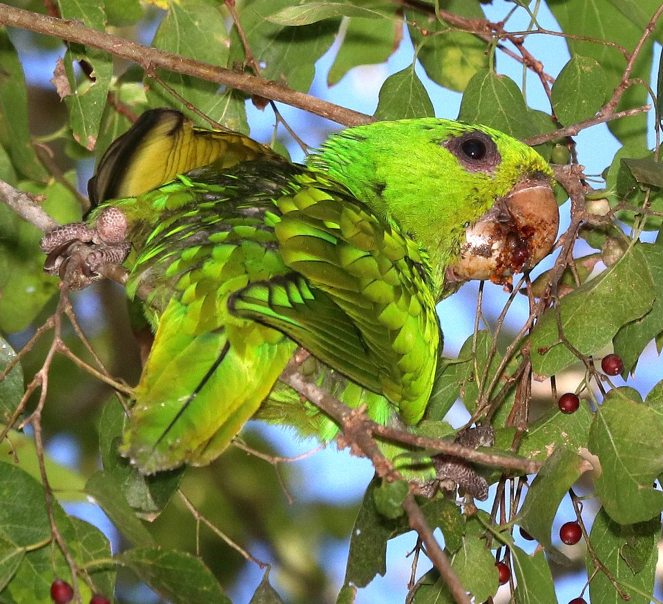 561 - GREEN PARAKEET (10-28-2020) americana r v park, mission, hidalgo co, tx -26b