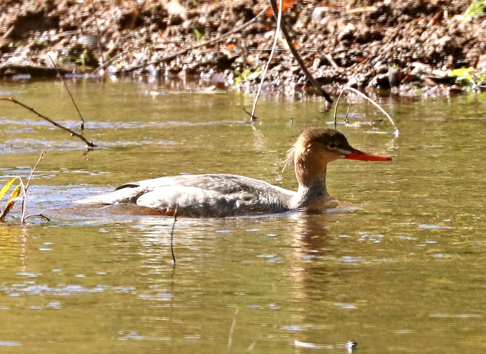 063 - RED-BREASTED MERGANSER (11-10-2017) female, patagonia lake birding trail, santa cruz co, az -01