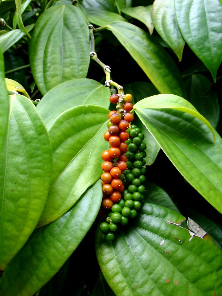 Black pepper 1