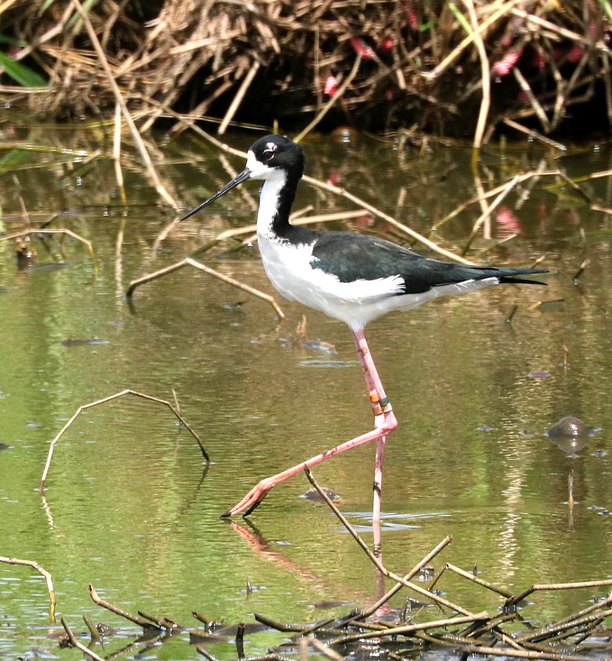 BLACK-NECKED STILT (9-19-2017) james campbell nat wildlife refuge, oahu, hawaii -02