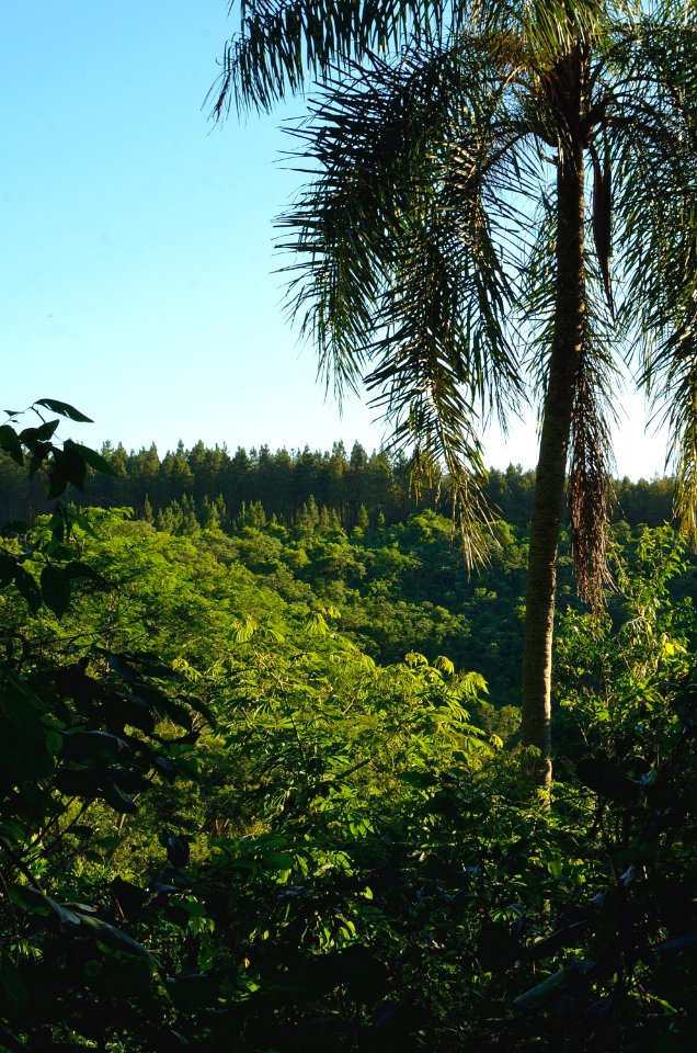 palmera solita photo