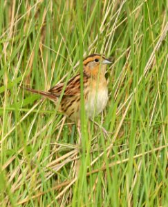 887 - LECONTE'S SPARROW (6-9-2018) grand forks co, nd -11