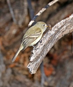 580 - HAMMOND' FLYCATCHER (2-2-2017) patagonia lake, santa cruz co, az -01