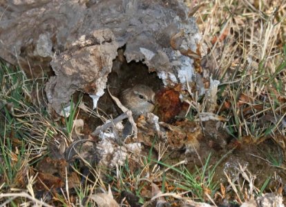 694 - WINTER WREN (3-4-2017) patagonia lake, santa cruz co, az -05