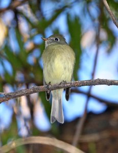 580 - HAMMOND'S FLYCATCHER (11-18-2017) patagonia lake birding trail, santa cruz co, az -01