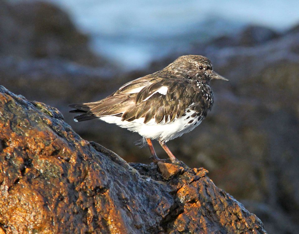 306 - BLACK TURNSTONE (3-25-10) estero bluffs, slo co, ca