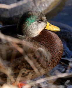027 - MALLARD (Northern x Mexican hybrid male) (12-5-2016) farmington, san juan co, new mexico -a (4)