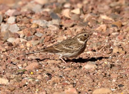 877 - VESPER SPARROW (12-15-2017) 78 circulo montana, patagonia lake ranch estates, scc, az -01
