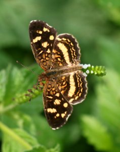 CRESCENT, PALE-BANDED (Anthanassa tulcis) (11-10-2016) the national butterfly center, hidalgo co, tx -02