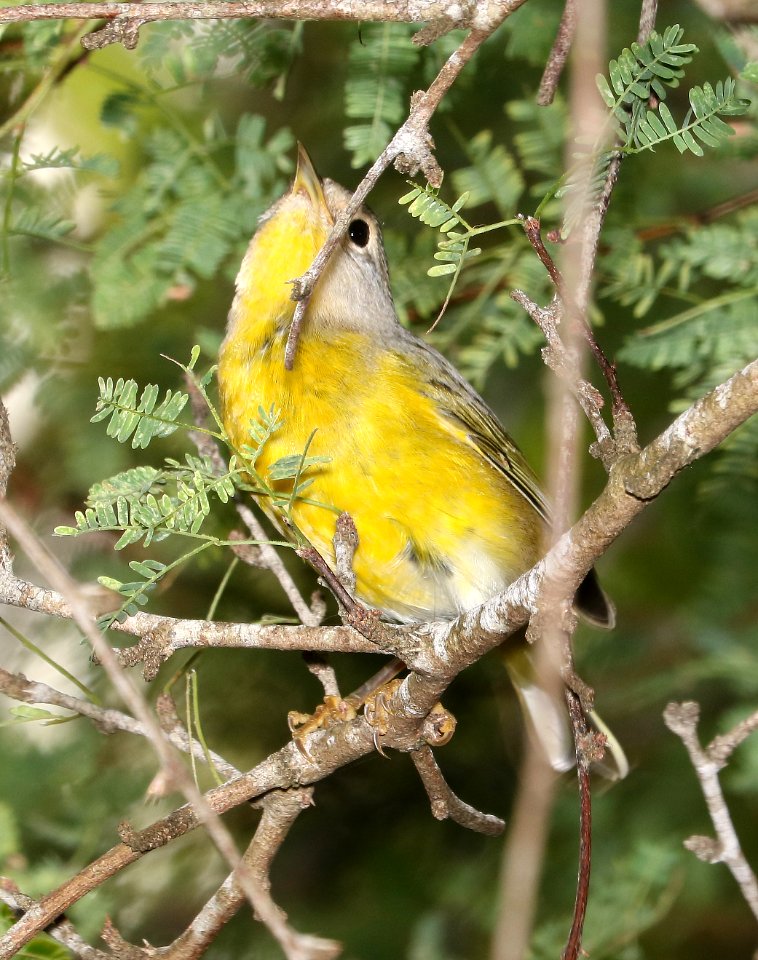 811 - NASHVILLE WARBLER (11-6-2016) convention center, south padre island, cameron co, tx -04