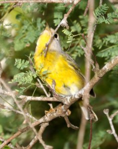 811 - NASHVILLE WARBLER (11-6-2016) convention center, south padre island, cameron co, tx -04