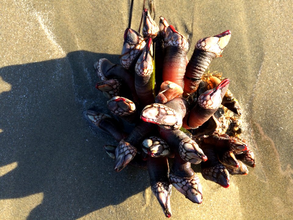 Pacific Rim National park