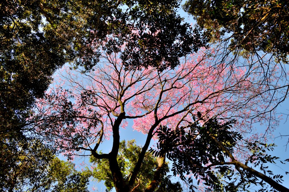 Botanico esquivo