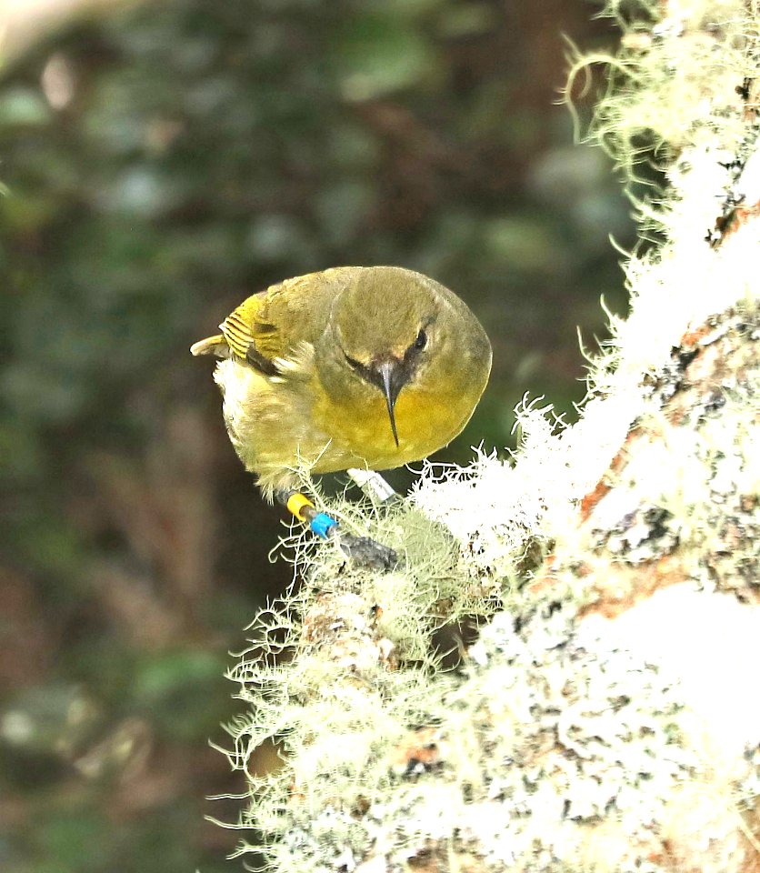 AKIAPOLA'AU (8-30-2017) hakalau forest national wildlife refuge, hawaii co, hawaii -30 female