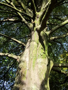 Tree plant botany