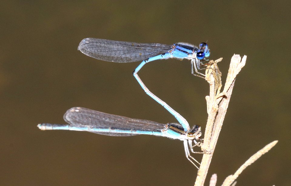 BLUET, FAMILIAR (Enallagma civile)  (10-20-2020) 3400 ft, edwards county, texas -03 in tandem