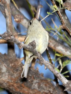 708 - RUBY-CROWNED KINGLET (3-4-2017) patagonia lake, santa cruz co, az -01