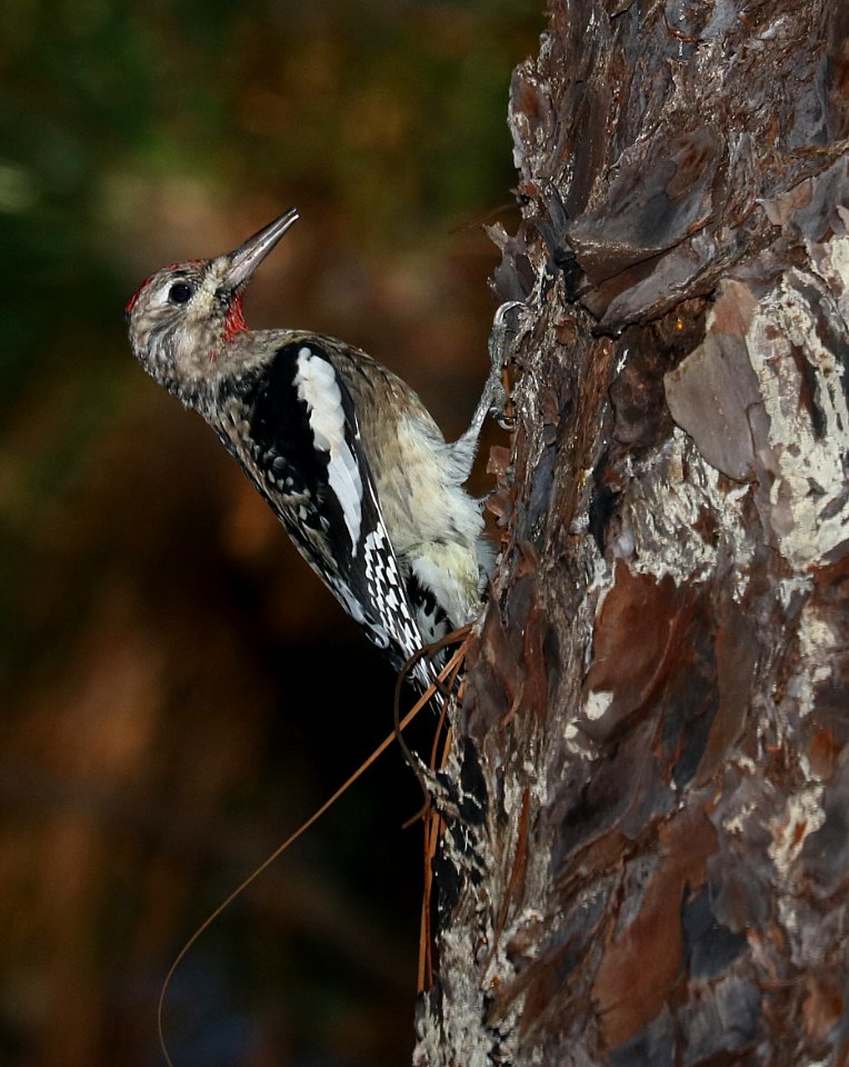 529 - YELLOW-BELLIED SAPSUCKER (10-31-2016) imm, indian river, aleander state forest, rapides parish, la -02