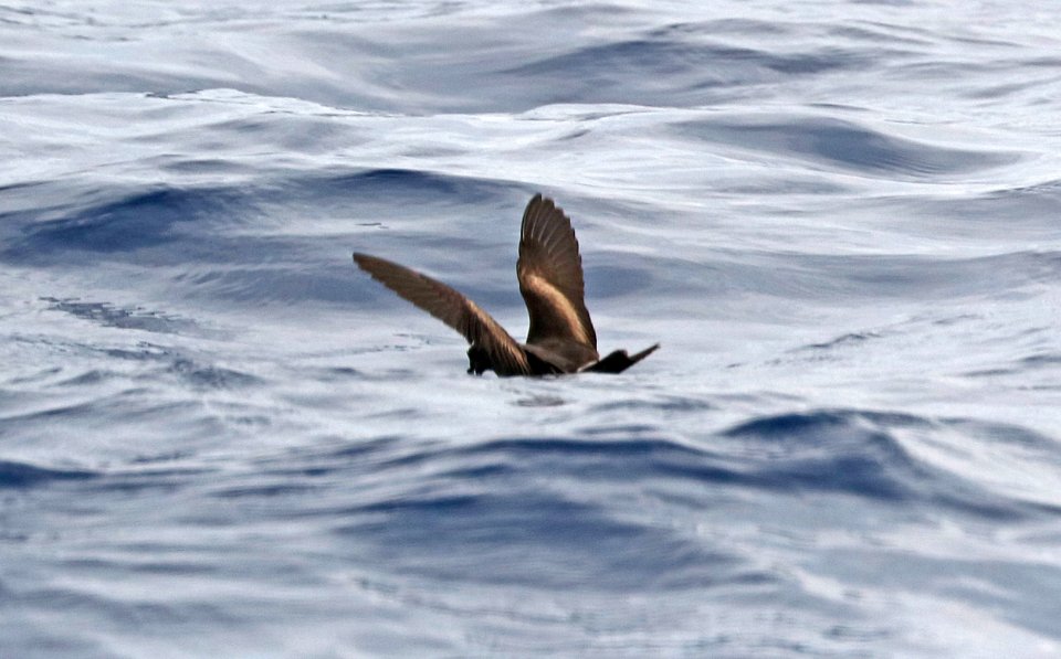 148 - LEACH'S STORM-PETREL (6-2 -2017) off hatteras, dare co, nc (2)